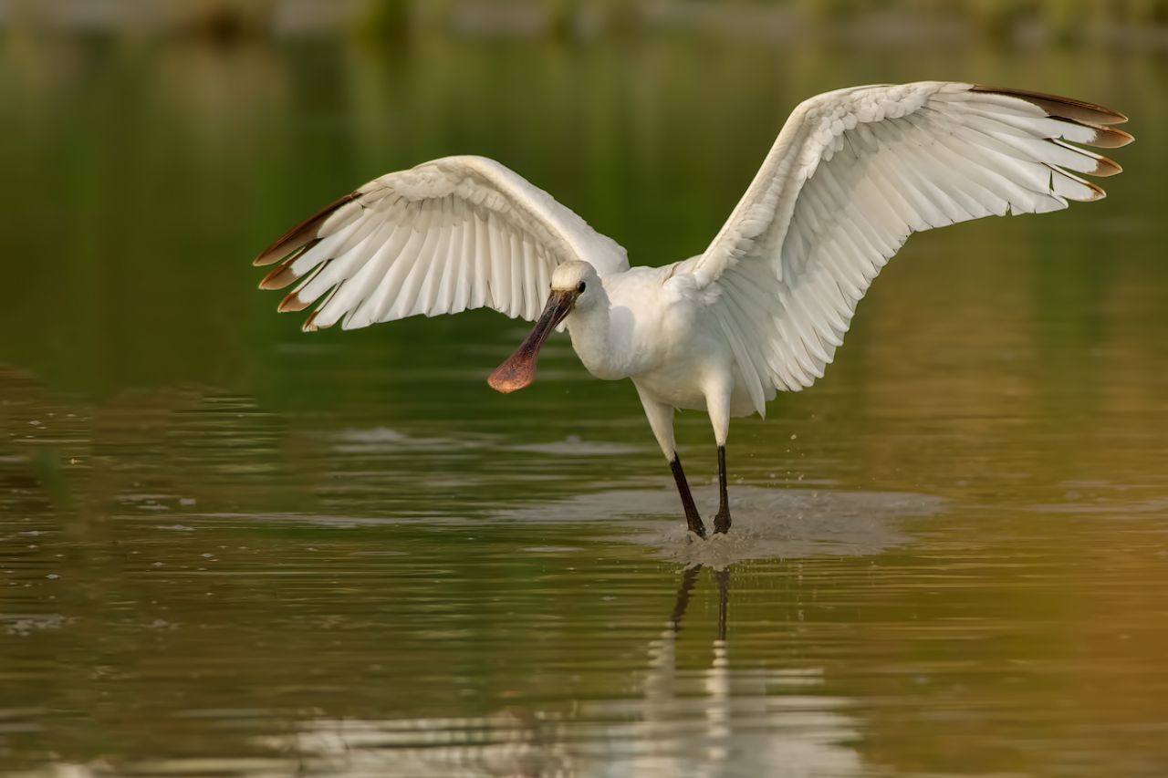 Spatola (Platalea leucorodia)